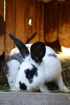 Rabbit eats hay in a wooden space during daytime at a farm setting with natural 스톡 사진