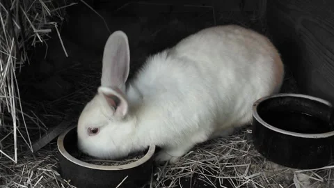 The rabbit eats his food in rabbit hutch. Video in black and white. Stock Footage 163920823