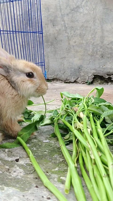 A rabbit eats kale casually Stock Footage 288008688