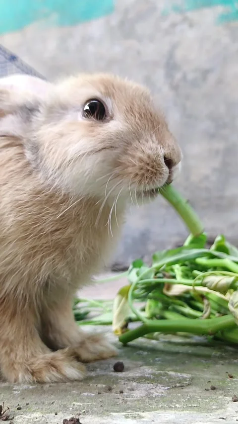 A rabbit eats kale casually Stock Footage 288008871