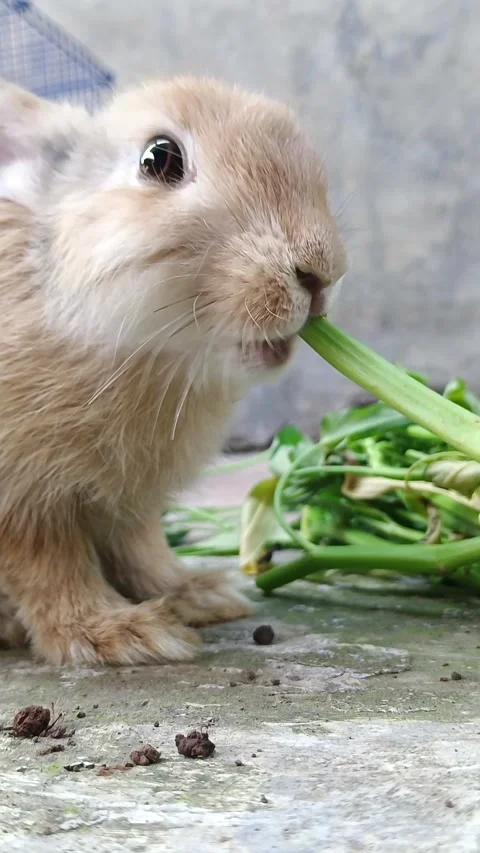 A rabbit eats kale casually Stock Footage 288008892