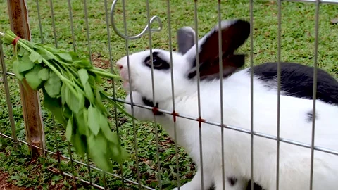 A rabbit eats a leaf given to him by a little boy in his own green grass garden Stock Footage 265789239