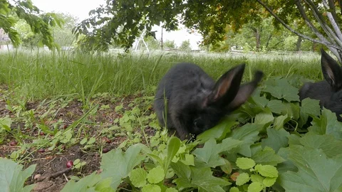 Rabbit eats leaves in the village Stock Footage 98803609