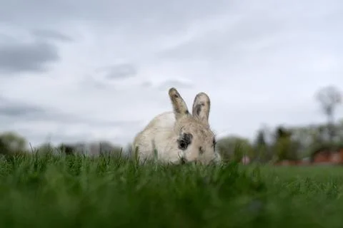 Rabbit eats Foto stock