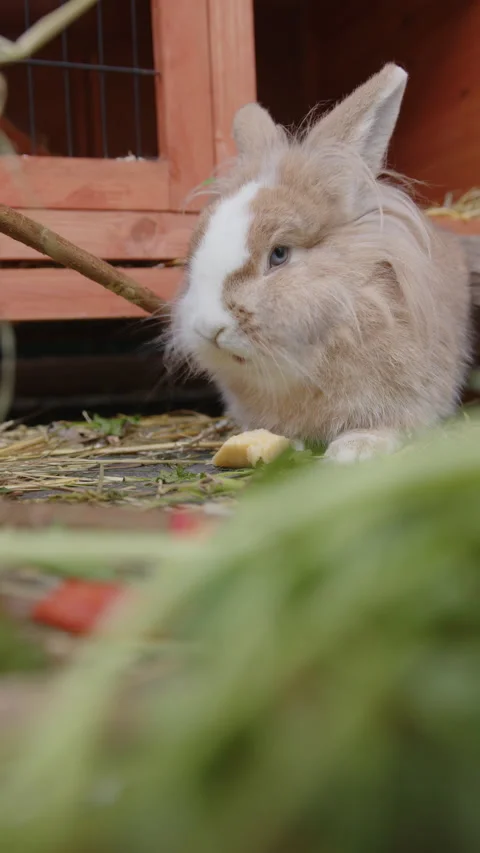 Rabbit eats turnip Vídeo Stock 220342042