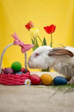 Rabbit in egg hunt Stock Photos