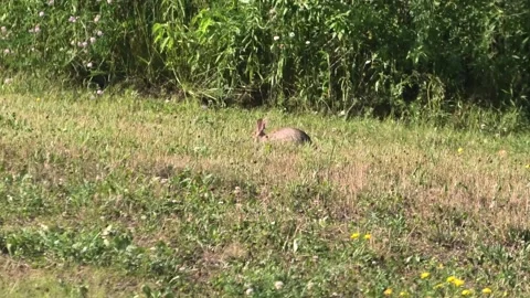 Rabbit Enjoying The Afternoon Stock Footage 139727045