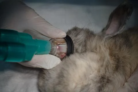 Rabbit equipped with an oxygen mask on the muzzle in a veterinary clinic on the Stock Photos