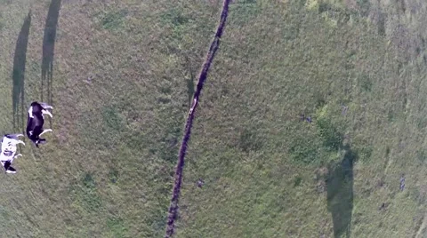 Rabbit escaping bird view from birds eyes cows checking out the running hare 4k Stock Footage 52178256