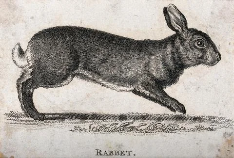 A rabbit. Etching. Stock Illustration