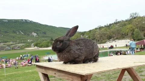 Rabbit in the exhibition 動画素材 62648123