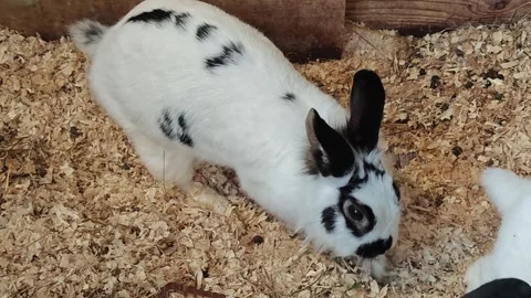 Rabbit explores its enclosure and digs in the bedding material for food Stock Footage 340462891