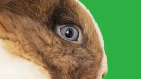 Rabbit eye close-up on a green screen Video stock 125989016
