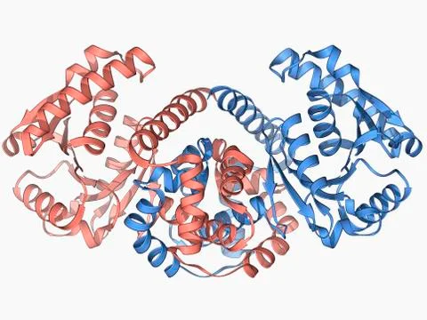 Rabbit eye lens protein molecule イラスト素材