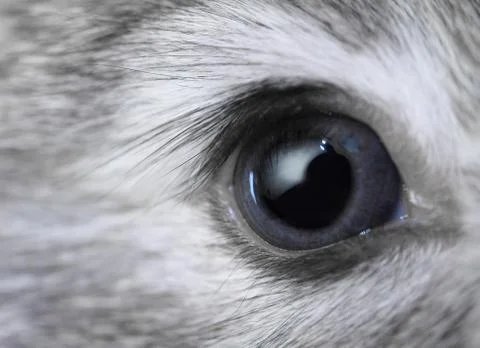 Rabbit eye Stock Photos