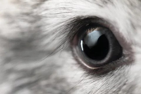 Rabbit eye Stock Photos