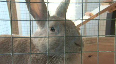Rabbit Face Lens+10 HD Stock Footage 853010