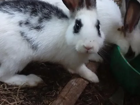 Rabbit facial expression Stock Photos