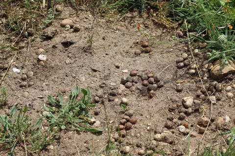 Rabbit faeces on sandy soil in close up Stock Photos