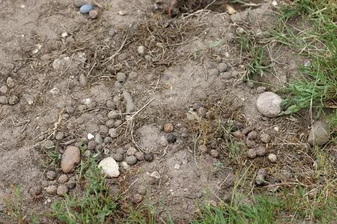 Rabbit faeces on sandy soil in close up Stock Photos