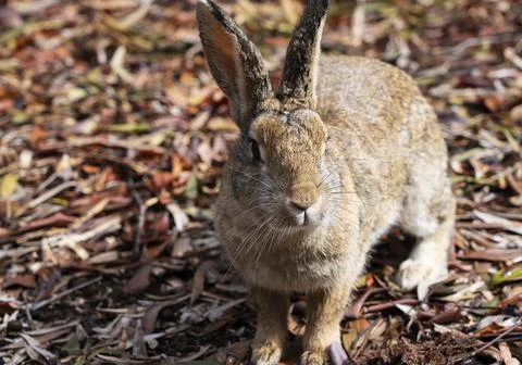 Rabbit on a fallen leaf Stock Photos