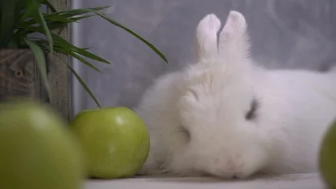 Rabbit falling asleep in front of green apples and a wooden basket 스톡 동영상 112692929