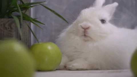 Rabbit falling asleep in front of green apples and a wooden basket 스톡 동영상 112693150