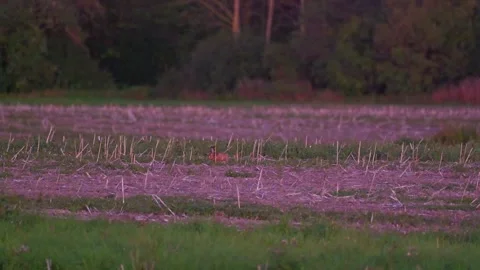 Rabbit in the far distance sitting on corn Stock Footage 320056149
