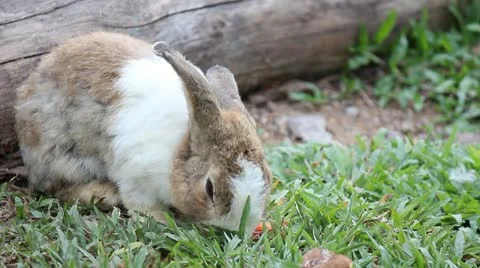Rabbit in the farm 스톡 동영상 21999420