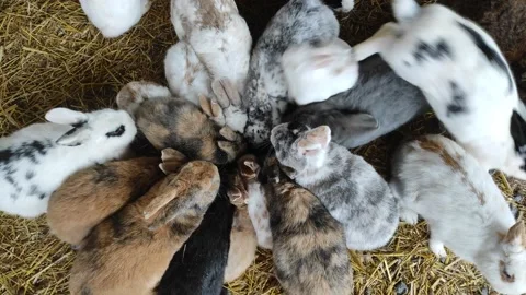 Rabbit farm Stock Footage 230263486