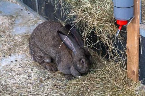Rabbit on the farm Stock Photos