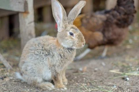 Rabbit on the farm Foto stock