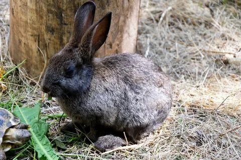 Rabbit on the farm Stock Photos