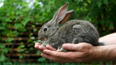Rabbit. Feeding animal Stock Footage 61716935