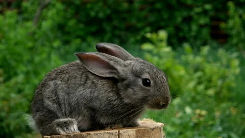 Rabbit feeding animal Stock Footage 100559928