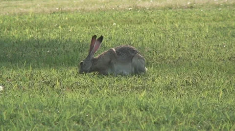 Rabbit feeding on grass Stock Footage 26052358