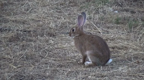 Rabbit in the Field Видео 62489428