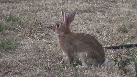 Rabbit in the Field 库存影片 62489569