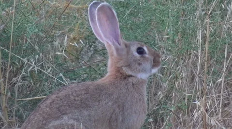 Rabbit in the Field Видео 62489766