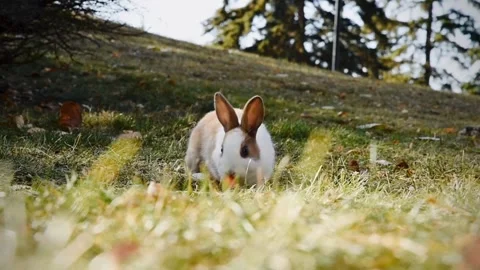 A rabbit in a field Stock Footage 278746119