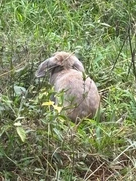 Rabbit in a field of grass. Stock Photos
