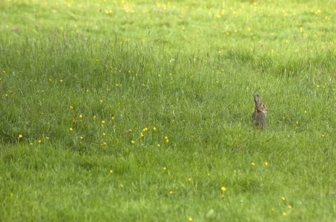 Rabbit in a field Stock Photos