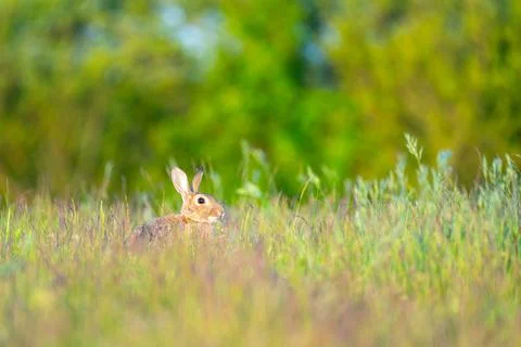 Rabbit in the field Stock Photos