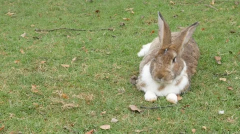 Rabbit in the field resting on grass 4K 3840X2160 UltraHD footage - Bunny lay Stock Footage 53088057