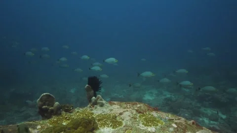Rabbit Fish With Coral Reef In Background Stock Footage 270340687