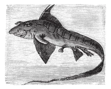 Rabbit Fish or Rat Fish or Chimaera monstrosa vintage engraving Stock Illustration
