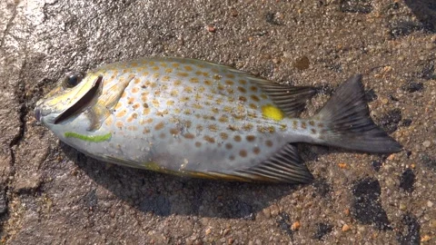 Rabbit fish on a sandy beach. South China Sea Stock Footage 317757410