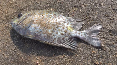 Rabbit fish on a sandy beach. South China Sea Stock Footage 317757513