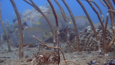Rabbit Fish by Whip Corals Stock Footage 94886035
