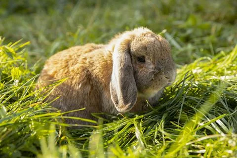 Rabbit fold-eared mini lop sits on the lawn. Little rabbit in the grass. Stock Photos